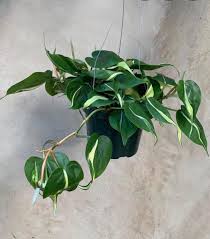 Hi everyone!since my philodendron brasil is one of my favorite plants, i started looking into all of the sport cultivars that this plant has produced. Philodendron Silver Stripe Rare Blue Hills Nursery Facebook
