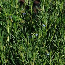 Image result for Trichodesma physaloides