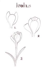 Krokus Tekenen Bloemtekening Lessen Bloemen Tekenen Botanische Tekening