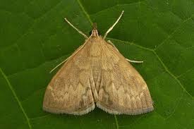 Image result for Anania perlucidalis