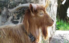 Find over 100+ of the best free goat wallpaper images. Goat Wallpaper Animal Wallpapers 43040