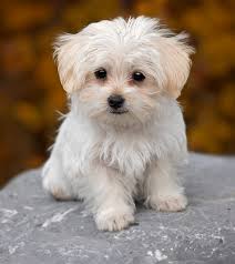 Image result for small dog