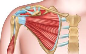 Check spelling or type a new query. Causes And Treatment Of Periscapular Bursitis
