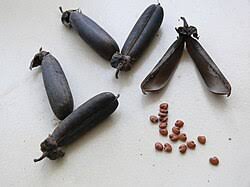 Image result for Crotalaria pallidicaulis