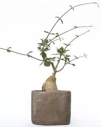 Image result for Fockea angustifolia