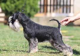 Perfect for the home wanting a gentle and kind schnauzer who loves to cuddle and be with you. Taffira Yul Country New Devil Kennel