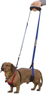 Here S A Male Dachshund Recovering From Back Surgery Using A Mini Gingerlead Dog Sling Dachshund Weenie Dogs