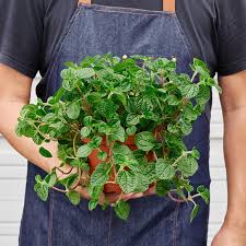 Image result for Pilea rivularis
