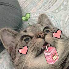 Mr.j you're my favorite internet cat and i wanted to make you some fanart. Asian Stuff Like Or Reblog If You Save Have A