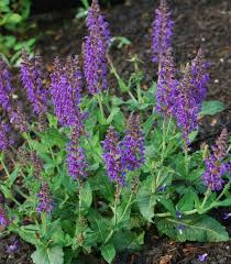 Image result for Salvia