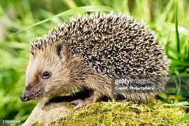 10.385 Erizo Stock Photos, High-Res Pictures, and Images ...