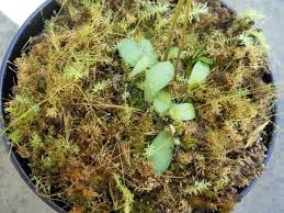 Image result for Genlisea hispidula