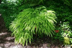 Image result for Adiantum comorense