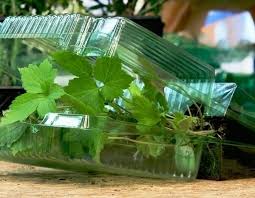 Notre boutique est située à bouchemaine dans le maine et loire. Jardinerie En Ligne Faut Il Acheter Ses Plantes Sur Internet