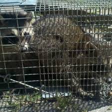 Critter getters ⭐ , united states of america, maryland, wicomico county: Critter Getters 21 Photos 38 Reviews Wildlife Control 1105 Applewood Ln Algonquin Il Phone Number