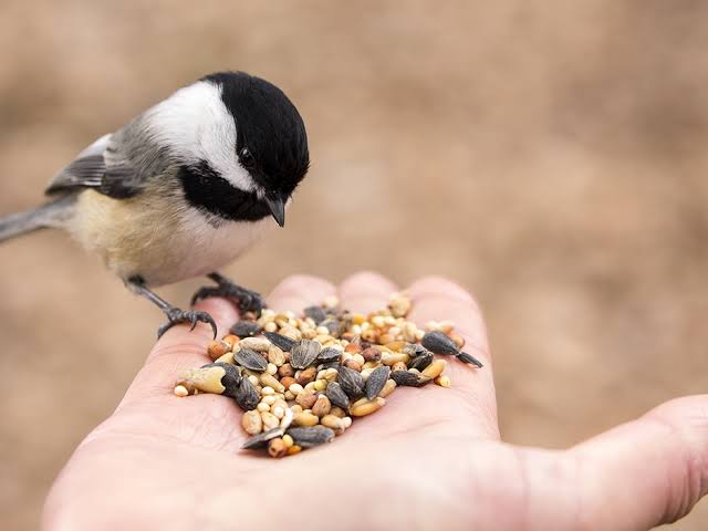 10 Basic feeding tips for birds - Stodels