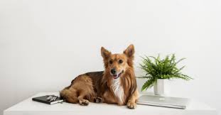 Pet owners can keep their greenery and their pets by. Safe Houseplants To Have With Pets