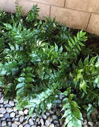 Image result for Arthropteris palisotii