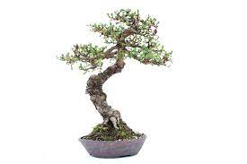 Good bonsai will not have inverse taper (the trunk getting thicker when moving up in the tree). The Bonsai Trunk Shape Taper And Thickness Bonsai Empire
