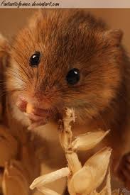 To The Poor Souls Out There Who Still Support That Man My Gosh I M Not Saying It To Be Mean But Because It S Clearly True T Kleine Tiere Susse Tiere Tiere