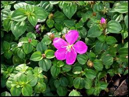 Image result for Dissotis speciosa