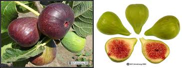 Tree identification is most easily done if you look at the parts of a tree in front of you, and using them, look some trees produce fruits that do not resemble anything you might pick up at a fruit stand or. Figs Of The Holy Land