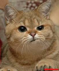 i love his grumpy expression on cat face cute cats hq pictures of cute cats and kittens free pictures of funny cats and photo of cute kittens cute animals