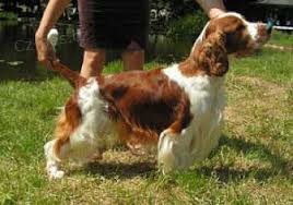 Image result for velššpringršpaněl