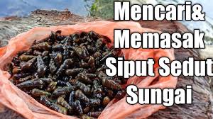 Korang datang sini, korang pekena siput sedut masak lemak dia. Mencari Memasak Siput Sedut Sungai Cara2 Siang Dan Masak Siput Sedut Sungai Masak Lemak Youtube