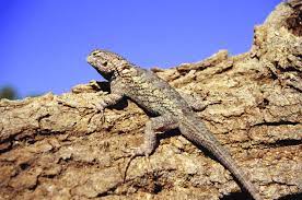 Check spelling or type a new query. Clark S Spiny Lizard Sceloporus Clarkii From Scsna Download Scientific Diagram