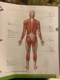 This area is best massaged using the finger technique or the trigger fairy. 4 Relative Size Of The Muscle The Names Of Some Chegg Com