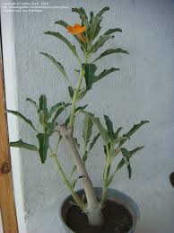 Image result for Pterodiscus aurantiacus