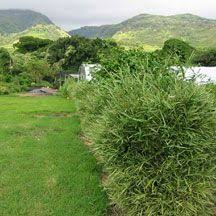 Chinese dwarf is a bushy hedging bamboo perfect for wider garden beds or pots and troughs. Bambusa Glaucophylla Malay Dwarf Bamboo This Is A Very Dense Bamboo Used For Privacy Hedging For Windbreaks And As An Orname Dwarf Bamboo Windbreaks Hedges
