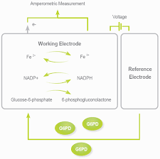 Image result for G6PD Deficiency Detection