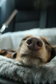 Img 4341 Baby Dogs Puppies Dogs