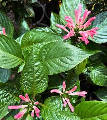 Image result for Justicia carnea