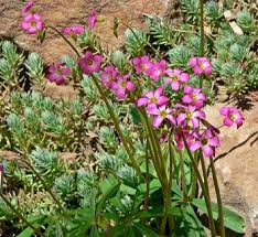 Image result for Oxalis purpurascens