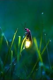 Pin By Apex Learning Virtual School On Ellie Vocab Farm Forest Beautiful Bugs Animals Animals Beautiful