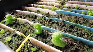 Can be grown as an annual. Mars Hydro Sp 150 Led Grow Light Cactus Seedlings Selenicereus Grandiflorus Cactus Buds Update Youtube
