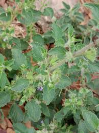 Image result for Mesosphaerum