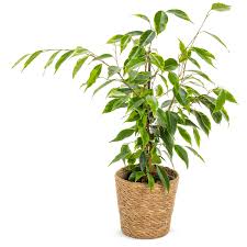Image result for Ficus pygmaea