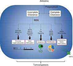 We did not find results for: Oncogenetics Of Lung Cancer Induced By Environmental Carcinogens Intechopen