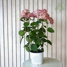 Image result for Hydrangea arborescens Pink Anabelle