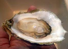We did not find results for: Bringing The Shellfish Back How Drayton Harbor Overcame A Legacy Of Pollution Encyclopedia Of Puget Sound