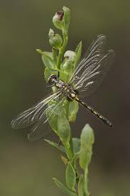 Black And Yellow Dragonfly With Green Eyes Having A Break By Andy Astbury Dragonfly Insect Damselfly Dragon Flys