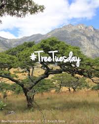 Image result for Brachystegia spiciformis × microphylla