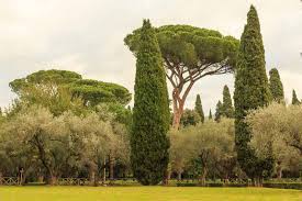 Image result for Cupressus sempervirens