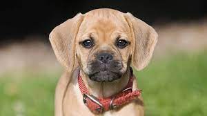 Puggle Price Temperament Life Span
