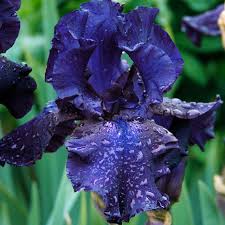 We did not find results for: Growing Bearded Iris 6 Things To Consider Bulb Blog