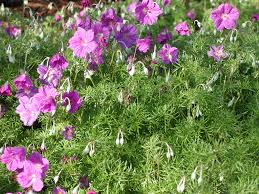 Image result for Geranium
